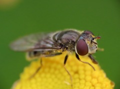 Platycheirus stegnus