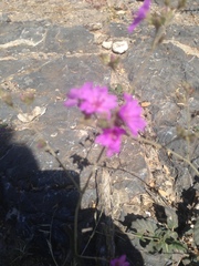 Mirabilis texensis