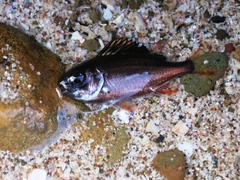Trachichthyidae