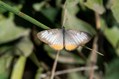 Mestra amymone