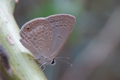 Euchrysops malathana