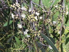 Eucalyptus radiata radiata
