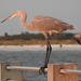 Great Egret × Great Blue Heron - Photo (c) JeffreyGammon, some rights reserved (CC BY-NC), uploaded by JeffreyGammon