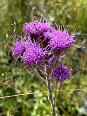 Carphephorus tomentosus