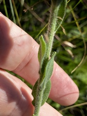 Carphephorus tomentosus