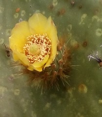 Opuntia huajuapensis