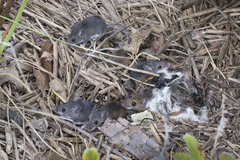 Peromyscus leucopus