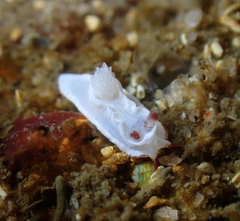 Goniodoris