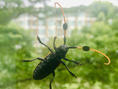 Aristobia approximator