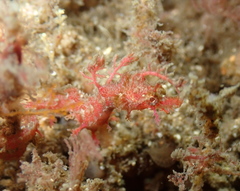 Idiotropiscis lumnitzeri