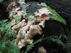Pleurotus