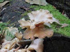 Pleurotus