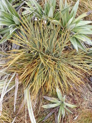 Aciphylla colensoi