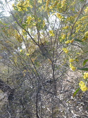 Acacia ausfeldii