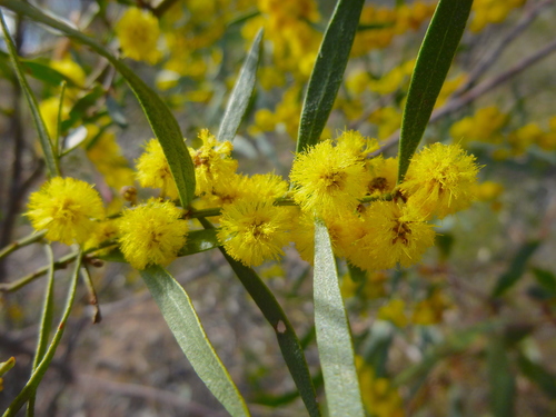 Image of Acacia ausfeldii by (c) Kiri Bee, some rights reserved (CC BY)