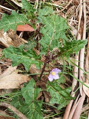 Solanum prinophyllum