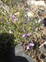 Carlowrightia serpyllifolia