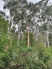 Eucalyptus cypellocarpa