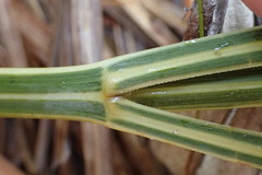 Aciphylla colensoi