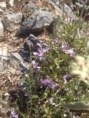 Carlowrightia serpyllifolia