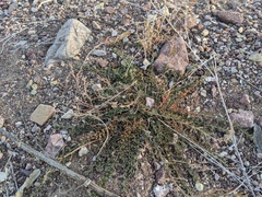 Acmispon neomexicanus