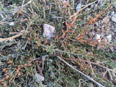 Acmispon neomexicanus