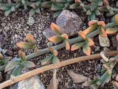 Acmispon neomexicanus