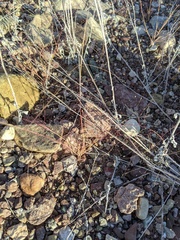 Muhlenbergia fragilis
