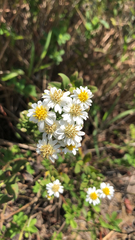 Aster baccharoides