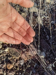 Muhlenbergia fragilis