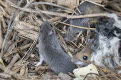Peromyscus leucopus