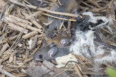 Peromyscus leucopus