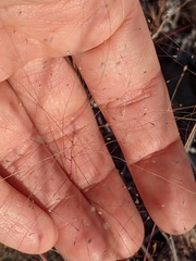 Muhlenbergia fragilis
