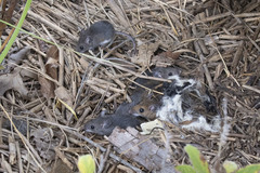Peromyscus leucopus