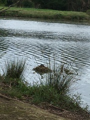 Fulica atra australis