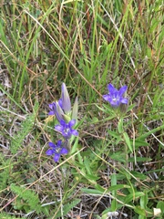 Gentiana affinis