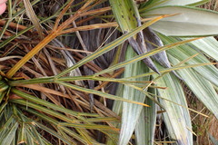 Aciphylla colensoi