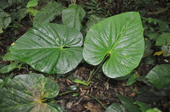 Anthurium sanctifidense