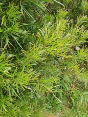 Acacia mucronata