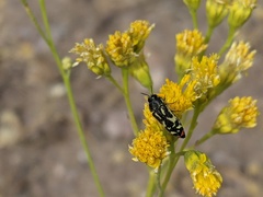 Acmaeodera amabilis