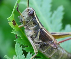 Melanoplus bivittatus