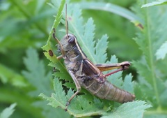 Melanoplus bivittatus