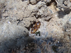 Aeolus mellillus