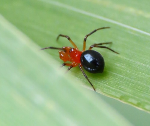 Peatland Sheetweb Weaver