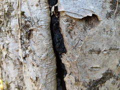 Biscogniauxia repanda