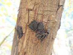 Biscogniauxia repanda