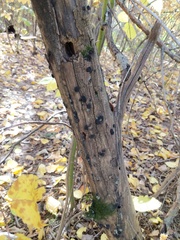 Biscogniauxia repanda