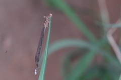 Pseudagrion salisburyense