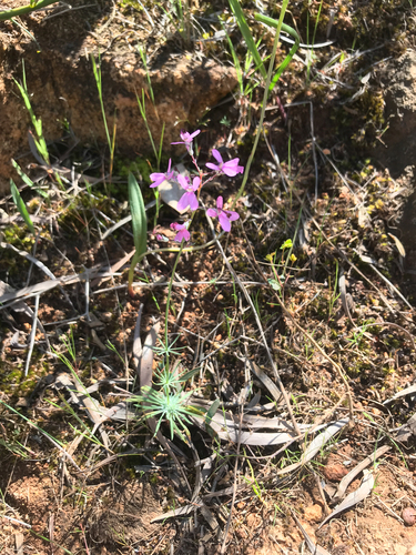 Stylidium brunonianum (Stylidium brunonianum)