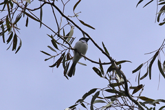 Myiagra rubecula